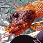 16257990659_28e7577d3f_o