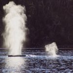 16258287479_81d50cd5ca_o