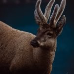 FB_059_2010_Huemules-Chile-1_0153_D3