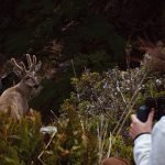 FB_059_2010_Huemules-Chile-1_0249_D3